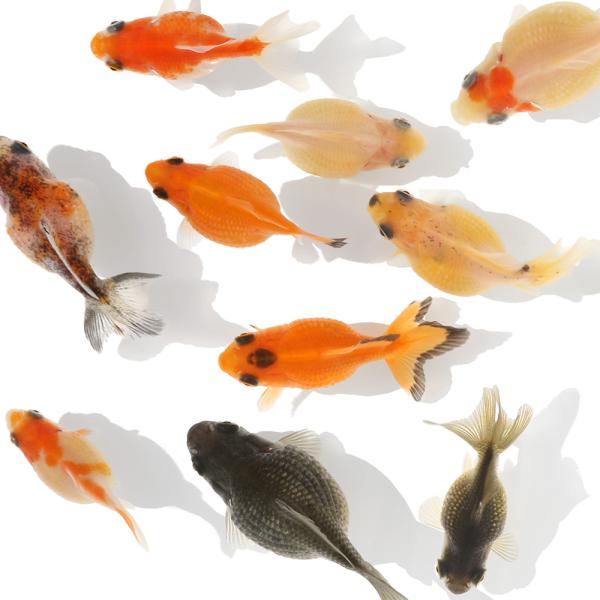 紫金魚様　オメガルビー、パール、サン chanet_598922