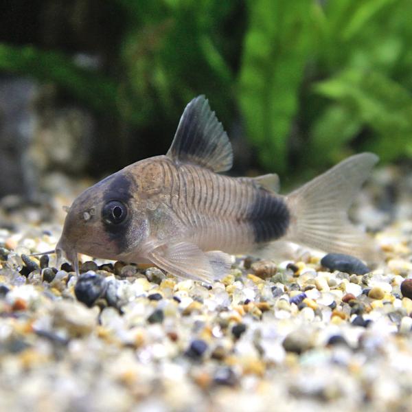 PF_SPQ　_aqua　熱帯魚・エビ他　コリドラス　ショートノーズ　コリドラス・パンダ　コリドラスパンダ　２匹　Ｈｏｐｌｉｓｏｍａ　Ｃｏｒｙｄｏｒａｓ　ｐａｎｄａ　ビギナー小型向け生体　Co_breed　Co_panda　動画淡水生体　動...