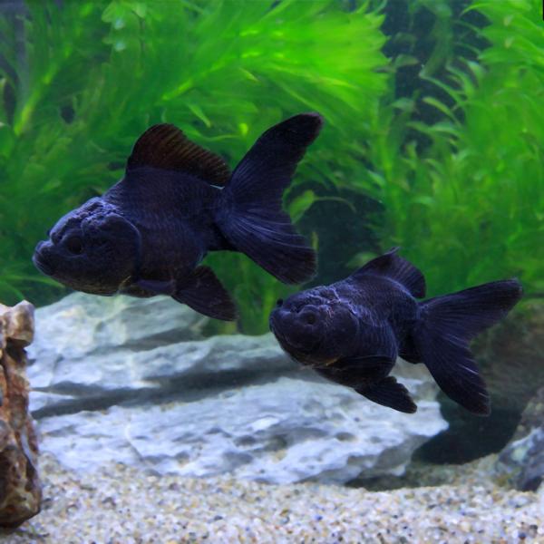 （国産金魚）黒オランダ獅子頭　薩摩産　９〜１２ｃｍ（１匹）