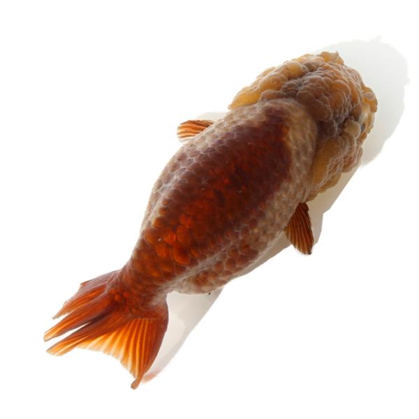 金魚）一点物 瑪瑙らんちゅう（中国産）9cm±（1匹） : チャーム