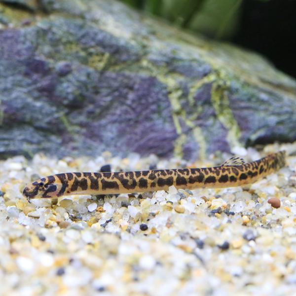 PF_SPQ　fish_database　熱帯魚・エビ他　ローチの仲間　ドジョウ系　サンダークーリーローチ　１匹　コイ（ラスボラ等）　ローチ・ボーシャ　ビギナーにオススメ　Ｐａｎｇｉｏ　ｓｈｅｌｆｏｒｄｉｉ　RH  20240127　y24...