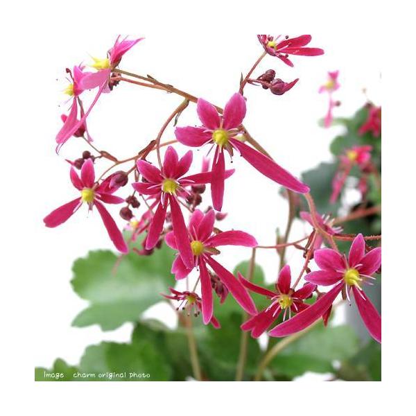 iR쑐j_CW\Ei啶j@ԐF܂EiLڂȂ@RiP|bgjixԁj