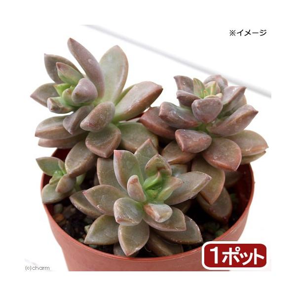 iAjOvgy^@uYP@QDT`RiP|bgj