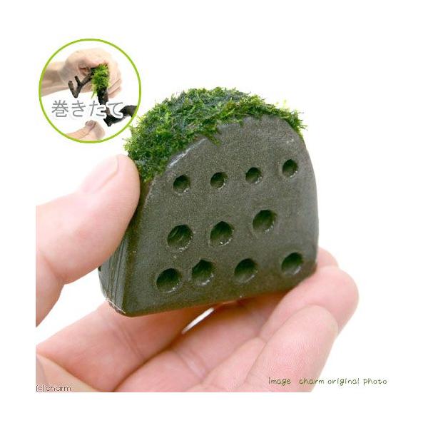 ijā@tGȑwZ@EB[Xtitji_jiPj