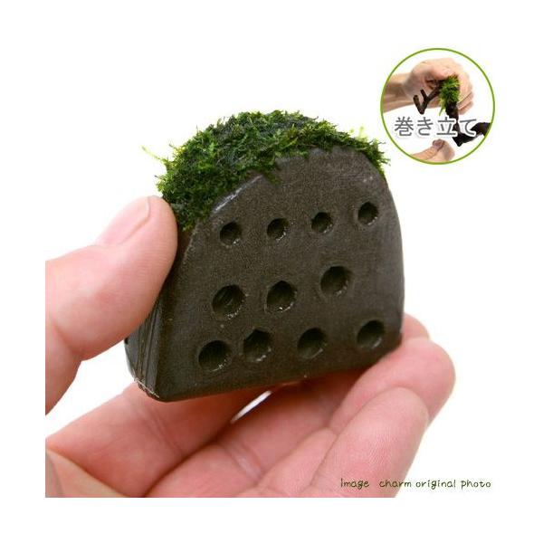 ijā@tGȑwZ@EB[Xtitji_jiRj