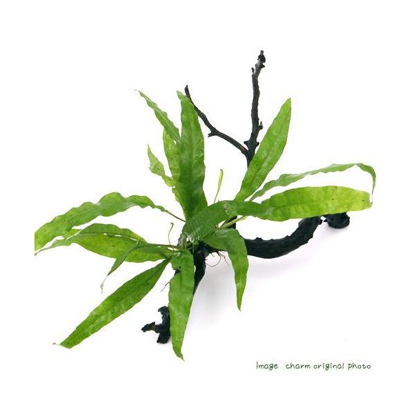 ij~N\E@vevXt@}󗬖؁@lTCYiQO`jiP{j