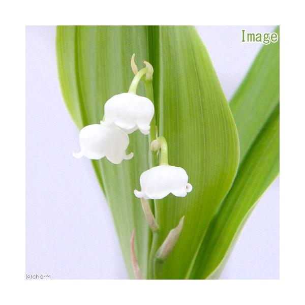 _gardening　ガーデニング　山野草　球根　大輪　すずらん　kinenガーデニング　Ｃｏｎｖａｌｌａｒｉａ　ｍａｊａｌｉｓ　山野草球根　山野草球根シリーズ　20150530　NT　植物　植物生体　ガーデニング生体　育て方　育成方法　栽...