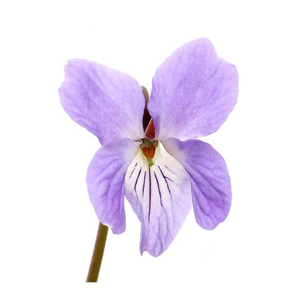 iR쑐jX~i俁jX~TCVi俍אhjRiP|bgjixԁj