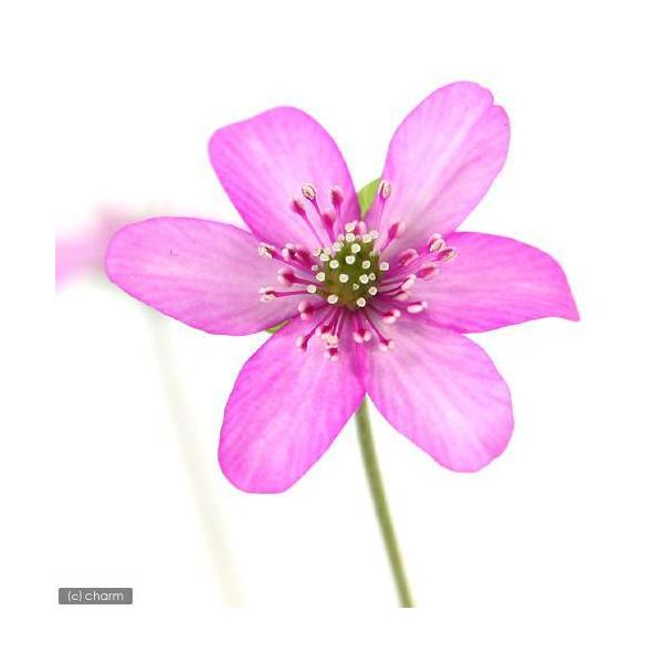 iR쑐jL\Eiኄjԉԁ@Wԁ@QDTiP|bgj