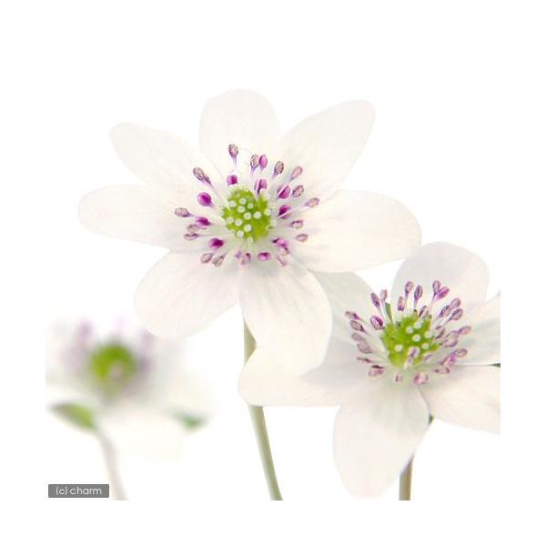 ガーデニング　山野草　雪割草　ユキワリソウ　三角草　ミスミソウ　Ｈｅｐａｔｉｃａ　ｎｏｂｉｌｉｓ　ｖａｒ．ｊａｐｏｎｉｃａ　20140218　ＨＴ　キンポウゲ　育て方　育成方法　栽培方法　bnr_hrgmgr　kaijyo