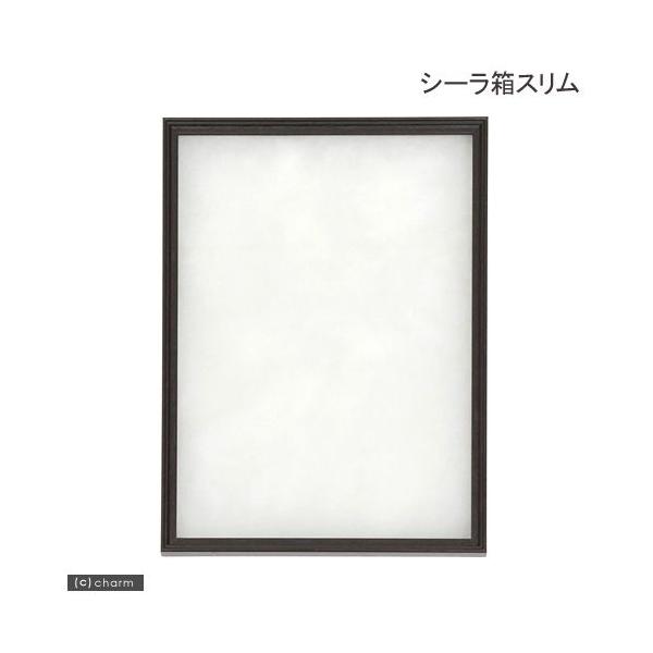 メーカー：シーラケース 昆虫　標本用品　標本箱　甲虫　クワガタ　チョウ　蝶　蛾　ガ　鱗翅目　標本　warstn79　opa2_none　infair2024　2024kuwayoko