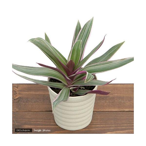 iϗtAjTLIg@RDTiP|bgjI[@