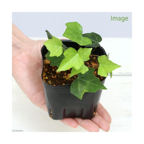 iR쑐jLd^iؒӁ@~ӁjRiP|bgjixԁj