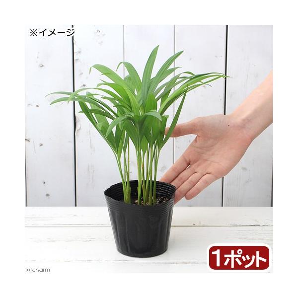 変葉木さま専用 耐寒ヤシ3種4苗 41uAB3hYRvL._AC_UF350,