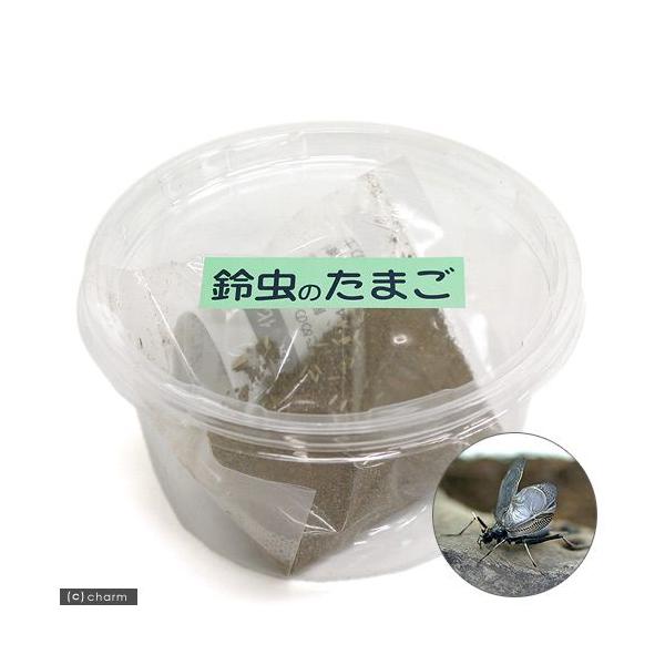 カブト・クワガタ・用品　水生昆虫・その他生体　夏　鈴虫　鳴き虫　鳴虫　スズムシ　すずむしプロシリーズ　鈴虫のたまご　_insect　n9eotoNH_kncu　n9Heo_SMTldY　たまご　卵　opa2_none　size_unmeas...