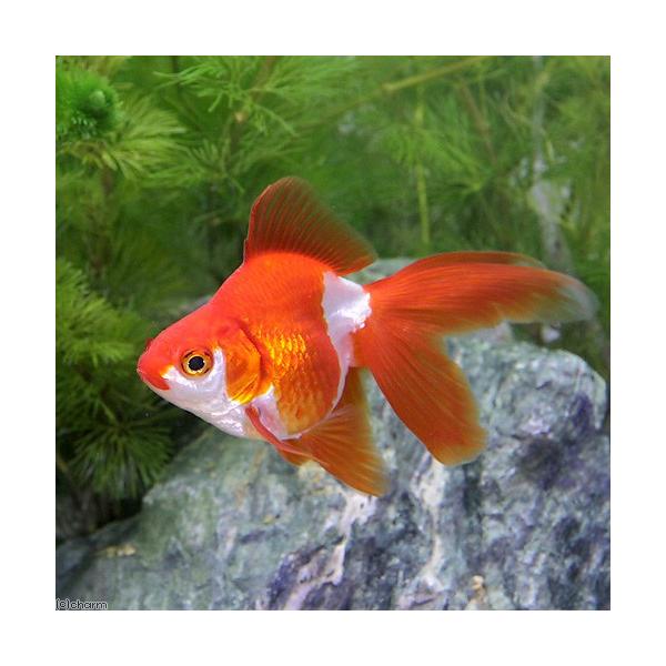 _aqua　fish_database　リュウキン型　金魚　琉金　更紗琉金　サラサリュウキン　飯田産　２歳　kaijyo