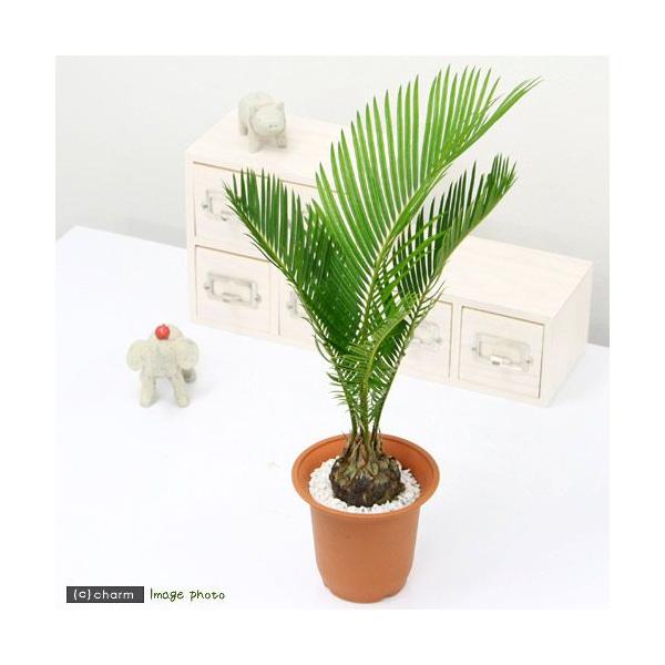ソテツ 観葉植物」の人気商品一覧 | 安い商品を通販サイトから