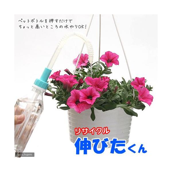 AEgbgi@TCNV[Y@Lт@󂠂