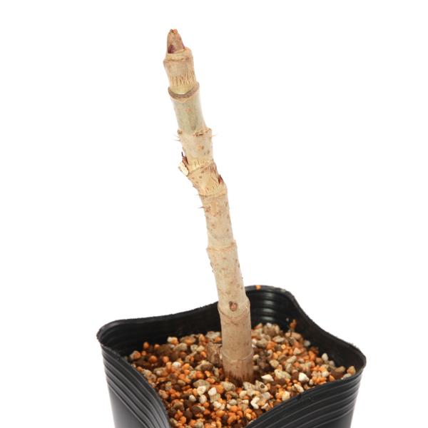 ガーデニング　野菜　苗　タラの芽　山菜　_gardening　植物　植物生体　ガーデニング生体　育て方　育成方法　栽培方法　タラの木　たら　とげなし　トゲナシタラノキ　とげ無し　棘無し　タラノキ　家庭菜園　園芸　さんさい　トゲナシタラ　ga...