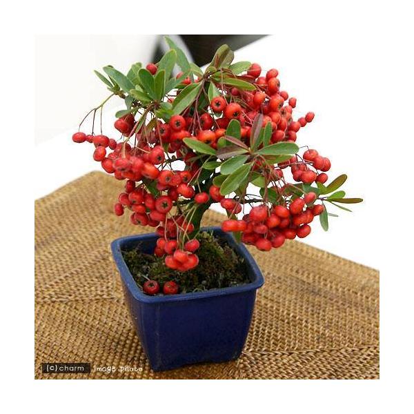 iR쑐j~́@Ԏ@sJTXiՃTUVj@QDT`RiP|bgjixԁj