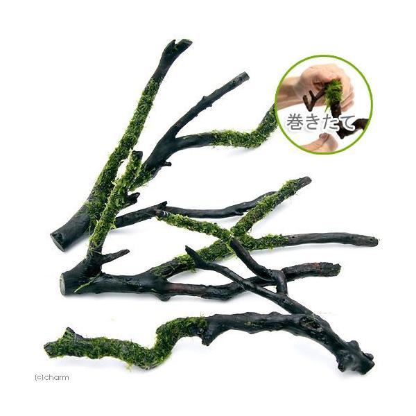 ijā@EB[X@}󗬖؁@lTCYiQO`jitji_jiP{j