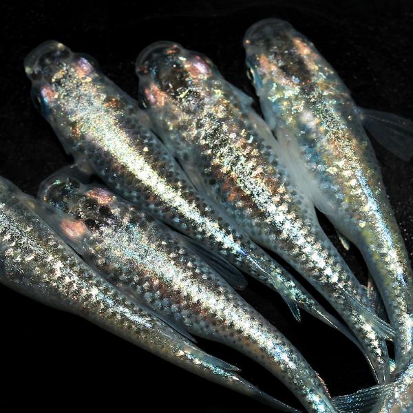 メダカ5種、各10匹 厳選メダカミックス （M～Lサイズ） 10匹+α 送料無料(一部地域除く