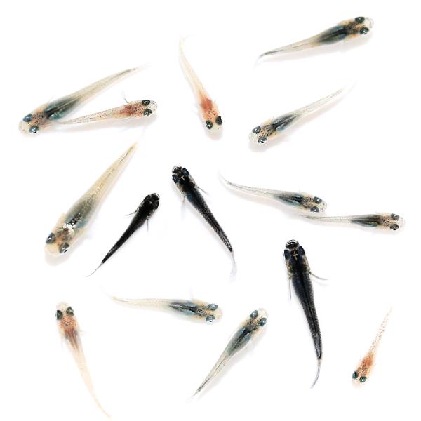 熱帯魚　エビ他　medaka_baby　日本産メダカ　おまかせ　ミックス　nittan_medaka_himedaka　medakin_summer13　medakaMIX　fish　_aqua　稚魚　ベビー　SSサイズ　Sサイズ　2024...