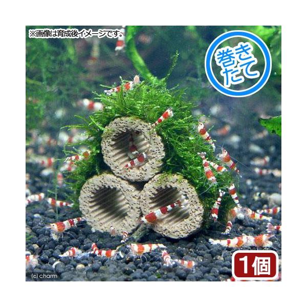 熱帯魚　_wp　_aqua　ウィローモス特集　エビ用水草　水草　コケ　モス類　all_plants　ウィローモス　エビが喜ぶアクセサリ　20101024　YS　wp_kywrd　tcokhotuk　5o016JbW　TSmosu　TS　47...