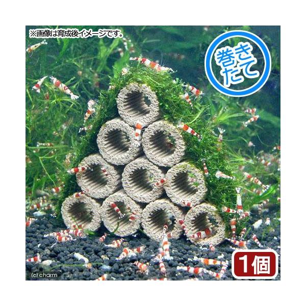 ijā@Ct}`ijEB[XRe[Wijitji_jiPj