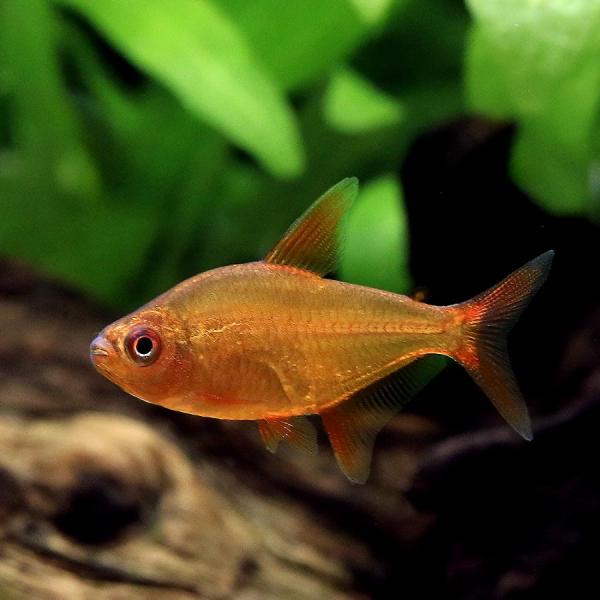 fish_database　_aqua　熱帯魚・エビ他　カラシン（テトラ等）　南米産（小型種）　ヘミグラムス系　ヘミグラムス　３匹　rare_chara　Ｈｅｍｉｇｒａｍｍｕｓ　ｓｐ．　Ｈｙｐｈｅｓｓｏｂｒｙｃｏｎ　ｃｆ．ｐｕｌｃｈｒｉｐｉ...