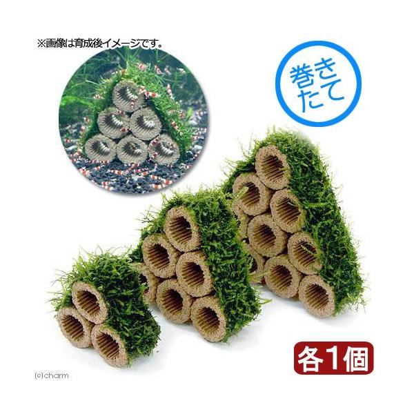 ijā@Ct}`ijEB[XRe[WZbgitji_jivRj