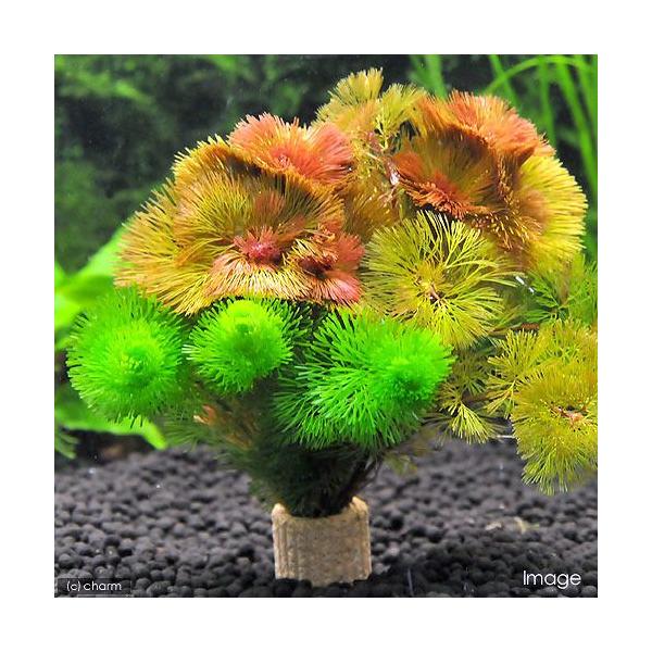 ij_JE@Ct}`ijJ{o~bNXiRj