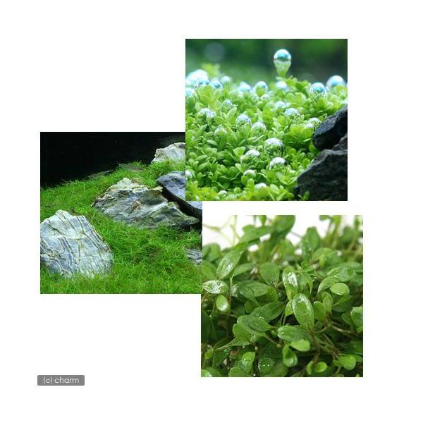 ijlC̑OiRZbgiOb\EL[oEwAV[jitji_jiPpbNj