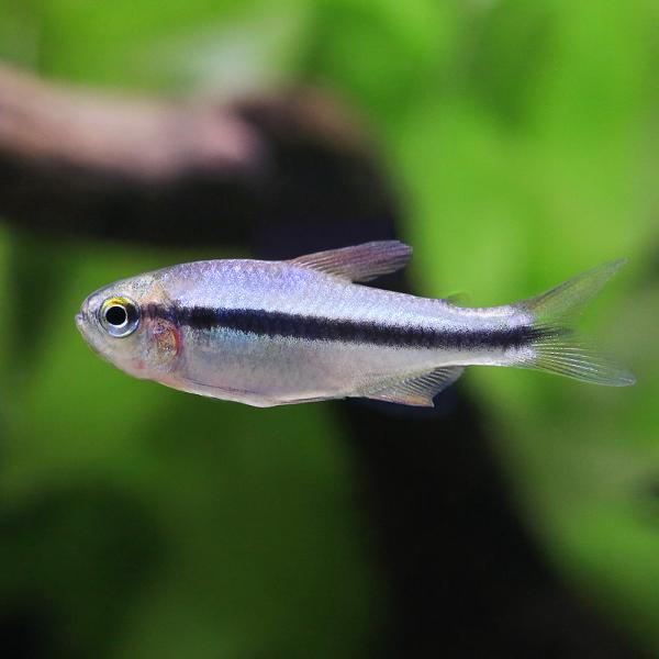 PF_SPQ　熱帯魚・エビ他　カラシン　テトラ等　南米産　小型種　ハイフェソブリコン　細身系　その他小型種　インペリアルラピス・テトラ　ワイルド　１匹　Ｈｙｐｈｅｓｓｏｂｒｙｃｏｎ　ｓｐ．　fish_database 　RH 　202408...