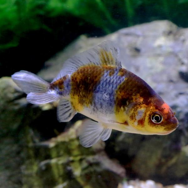 入荷未定）（国産金魚）五色和金 志村養魚場産（1匹） : チャーム