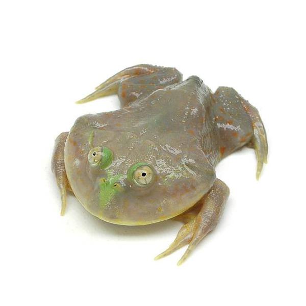 PF_SPQ　sfset　_hachu　Leptocactylidae　カエル　亀・爬虫類　オタマ　両生　亀・爬虫類カエル　amp_Frog　terra_seitai　両爬生体　kokuubinn_ng　reptile_databas　am...
