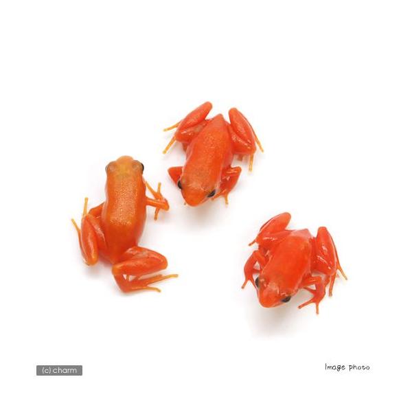 iށjS[f}eiLCAfKGj@vb́iPCj@kCEBq֗vۉ