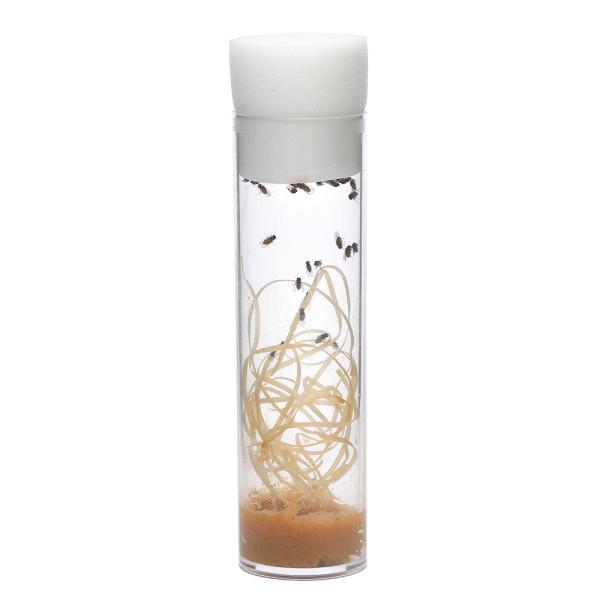 PF_SPQ　frditem_hidden　_kame　生き餌　_aqua　大型魚エサ　爬虫類エサ　器具　餌　給餌器　生餌　ブライン　爬虫類生餌　▼トリニドショウジョウバエ　フライトレス　rep_food_fruitfly　repfoodf...