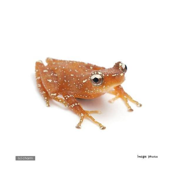 iށji~VWLKG@vb́@iPCj@kCEBq֗vۉ