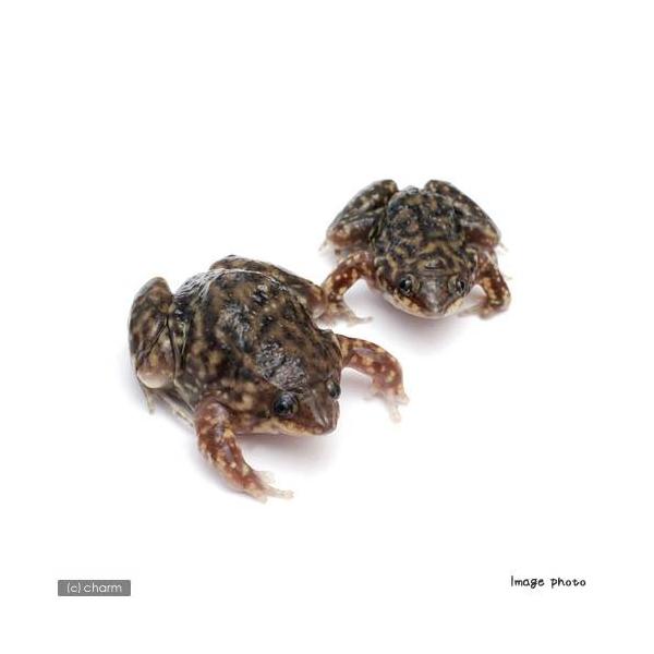 iށj}_AizKG@vb́iPCj@kCEBq֗vۉ