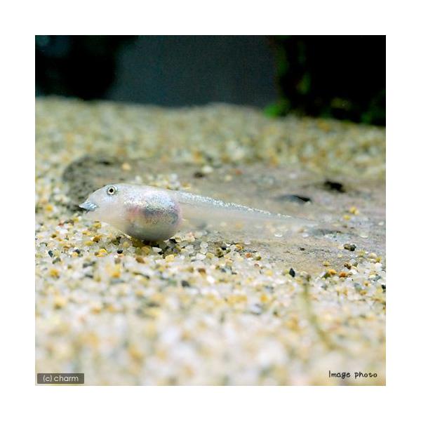 iށjA}]cmKG@I^}WNViPCj@kCEBq֗vۉ