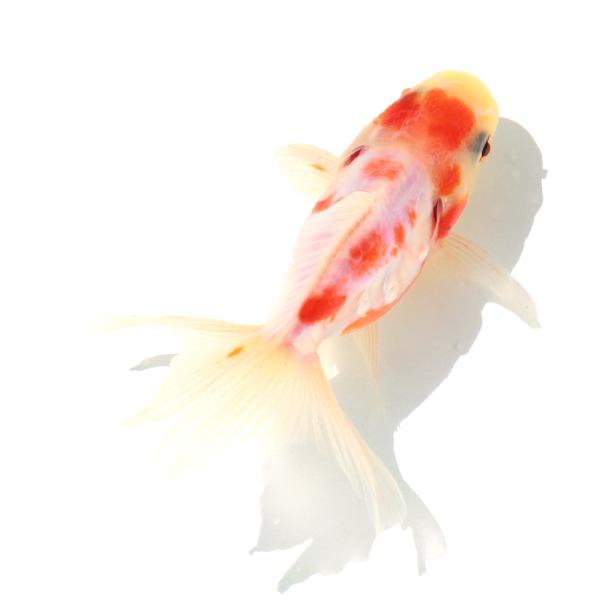 国産金魚)一点物 ドラゴンスケール桜東錦 10cm± (1匹 国産金魚)一点物 ドラゴンスケール桜東錦 10cm± (1匹