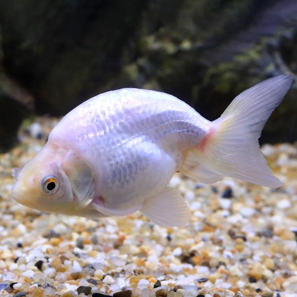 _aqua　熱帯魚・エビ他　金魚ランチュウ　地金魚　ナンキン　fish_magazine201203　nittan_kingyo_ranchu　s13m28w金魚　13ws0328_kisar　catalog_ナンキン　kaijyo　fis...