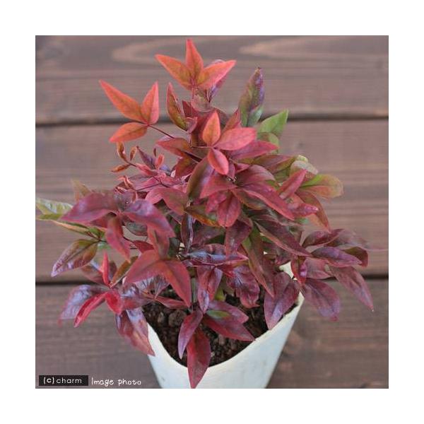 iR쑐j~́@I^tNieiVj@QDTiP|bgjixԁj