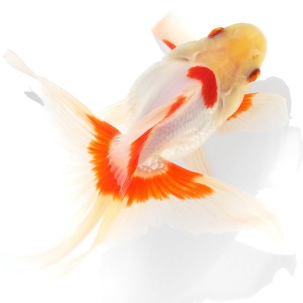 金魚、東錦、更紗琉金、2匹まとめて 国産金魚）一点物 更紗琉金 2歳 15cm± 高澤養魚場産 （1匹