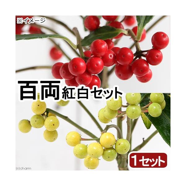 iR쑐j~́@S@J^`oiikjgiPZbgj