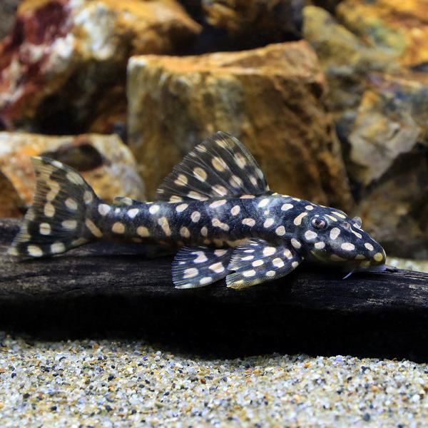 オパールドットマグナムプレコ　プレコ　熱帯魚　アクアリウム 熱帯魚）オパールドット・マグナムプレコ（ワイルド）（1匹） 北海道