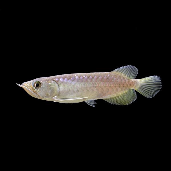 熱帯魚）一点物 ナミグリーンアロワナ 唐草金龍 ゴールデンアロワナ 