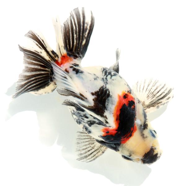 金魚）一点物 ダルマ琉金ショートテール 14cm± （中国産