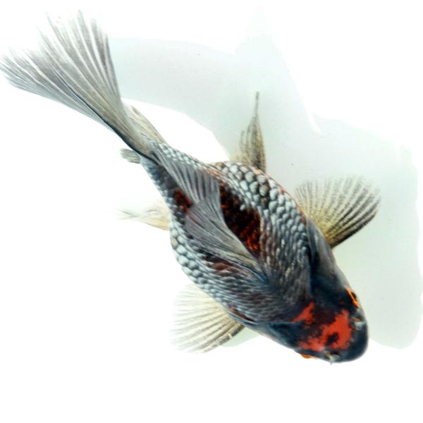 国産金魚）一点物 メタリック玉サバ 吉野養魚場 14cm±（1匹